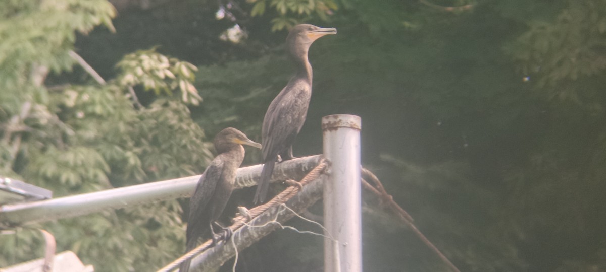 Cormorán Biguá - ML646349242