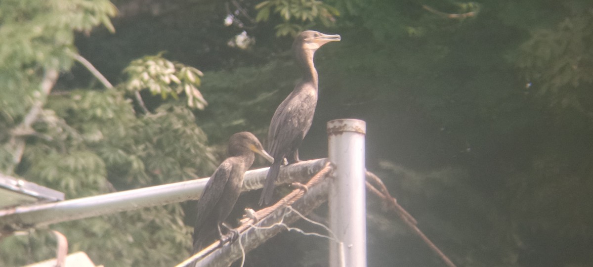 Cormorán Biguá - ML646349243