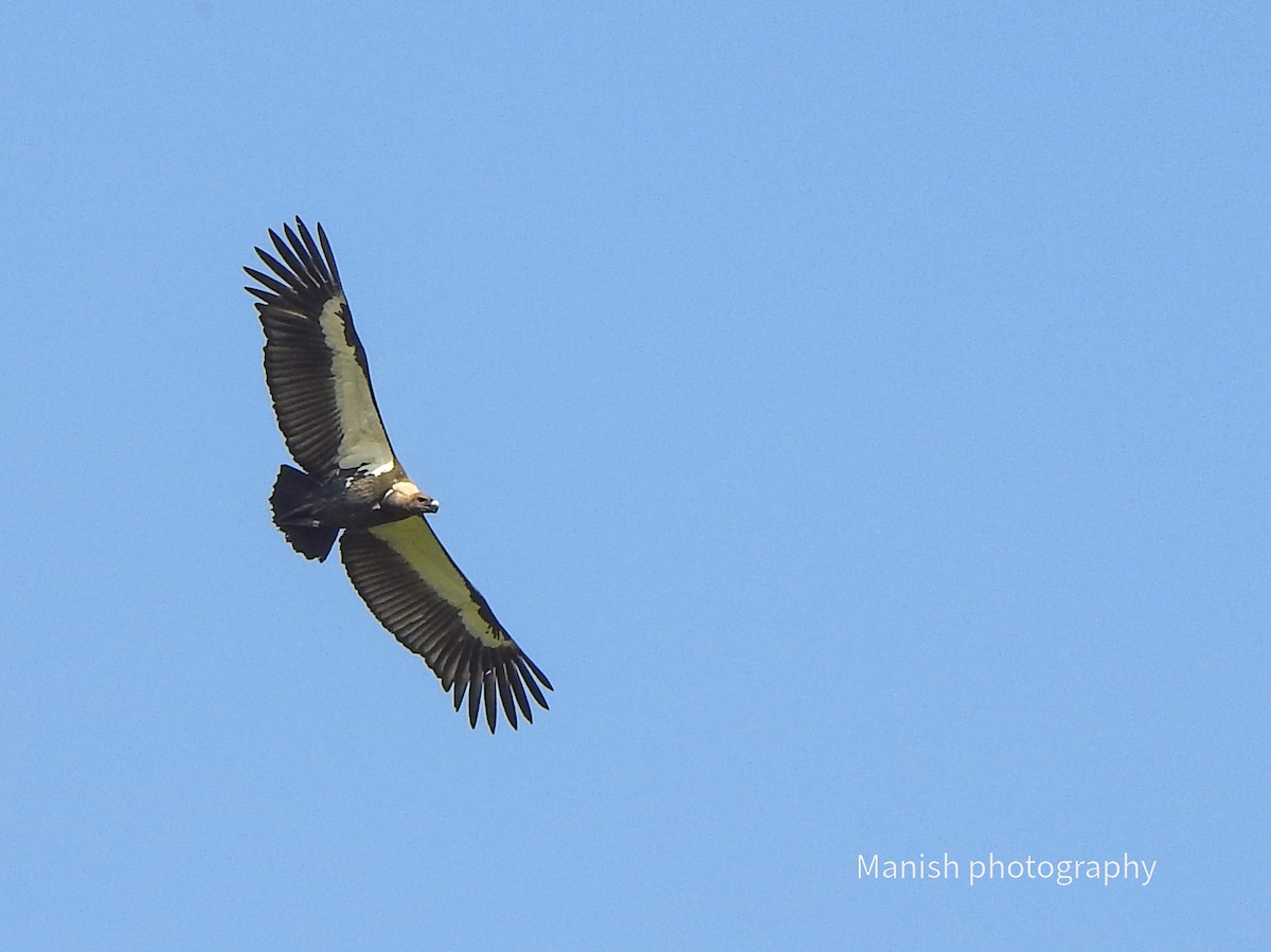 Buitre Dorsiblanco Asiático - ML646349244