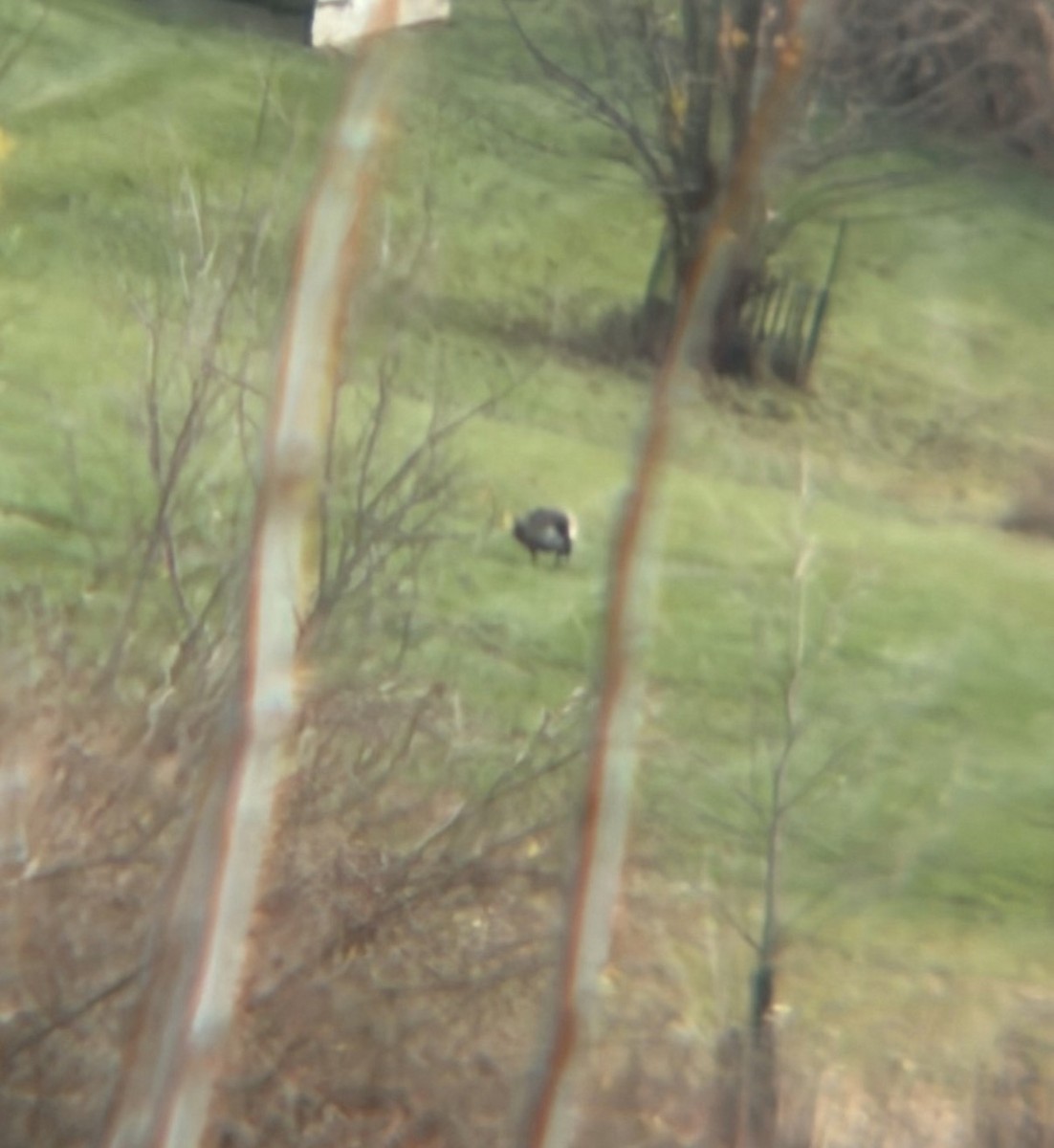 Barnacla Canadiense Grande (grupo canadensis) - ML646349245