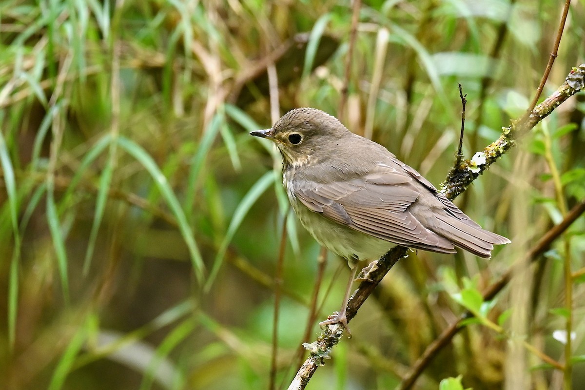 Zorzalito de Swainson - ML646349246