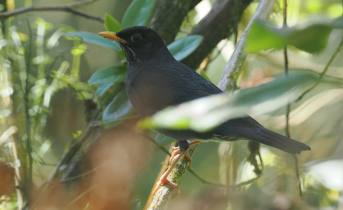 Zorzal Plomizo Andino - ML646349247