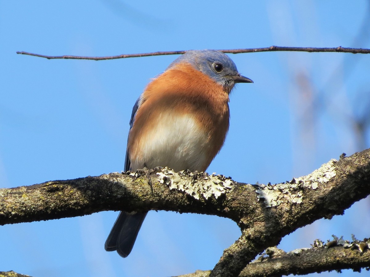 Azulejo Oriental - ML646349248