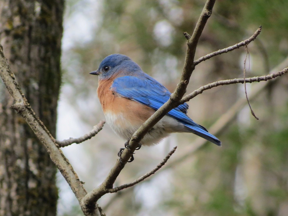 Azulejo Oriental - ML646349250