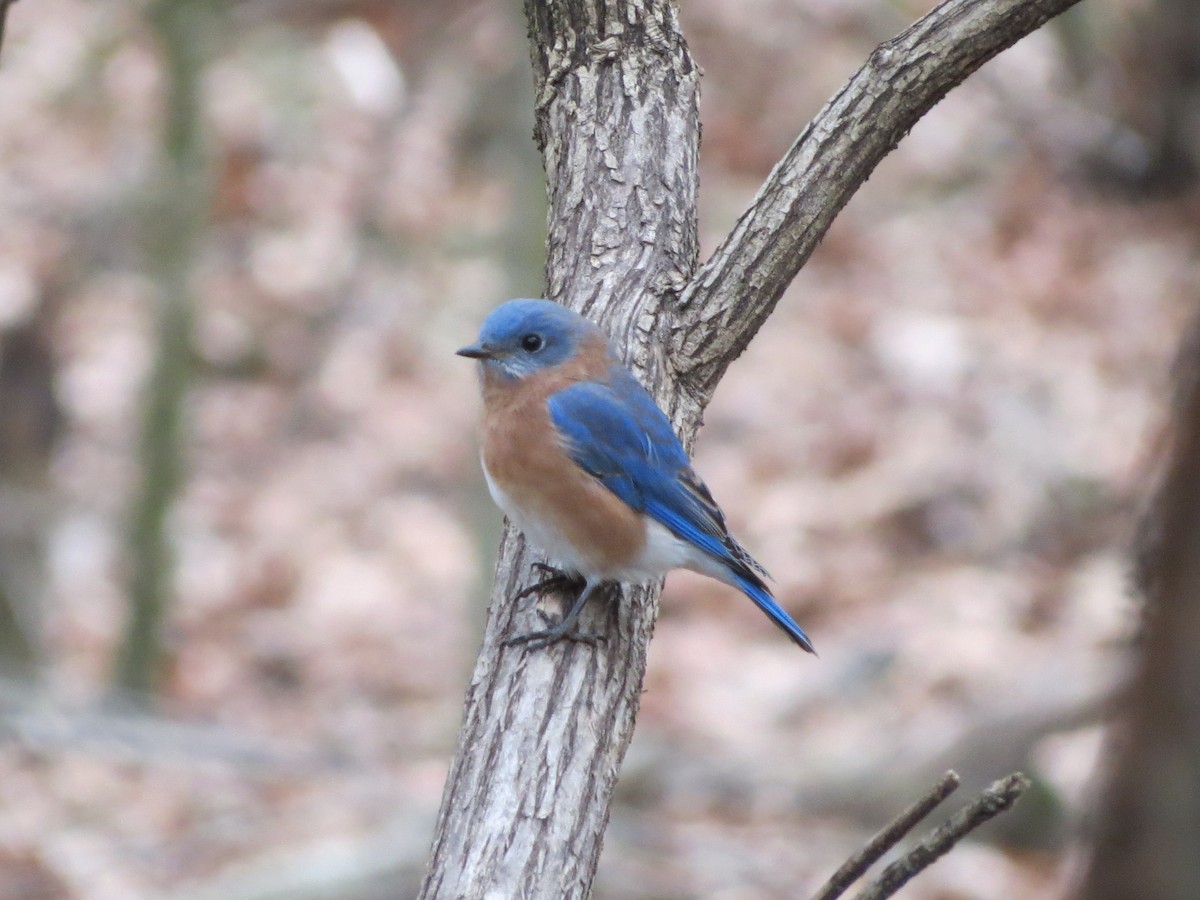 Azulejo Oriental - ML646349252