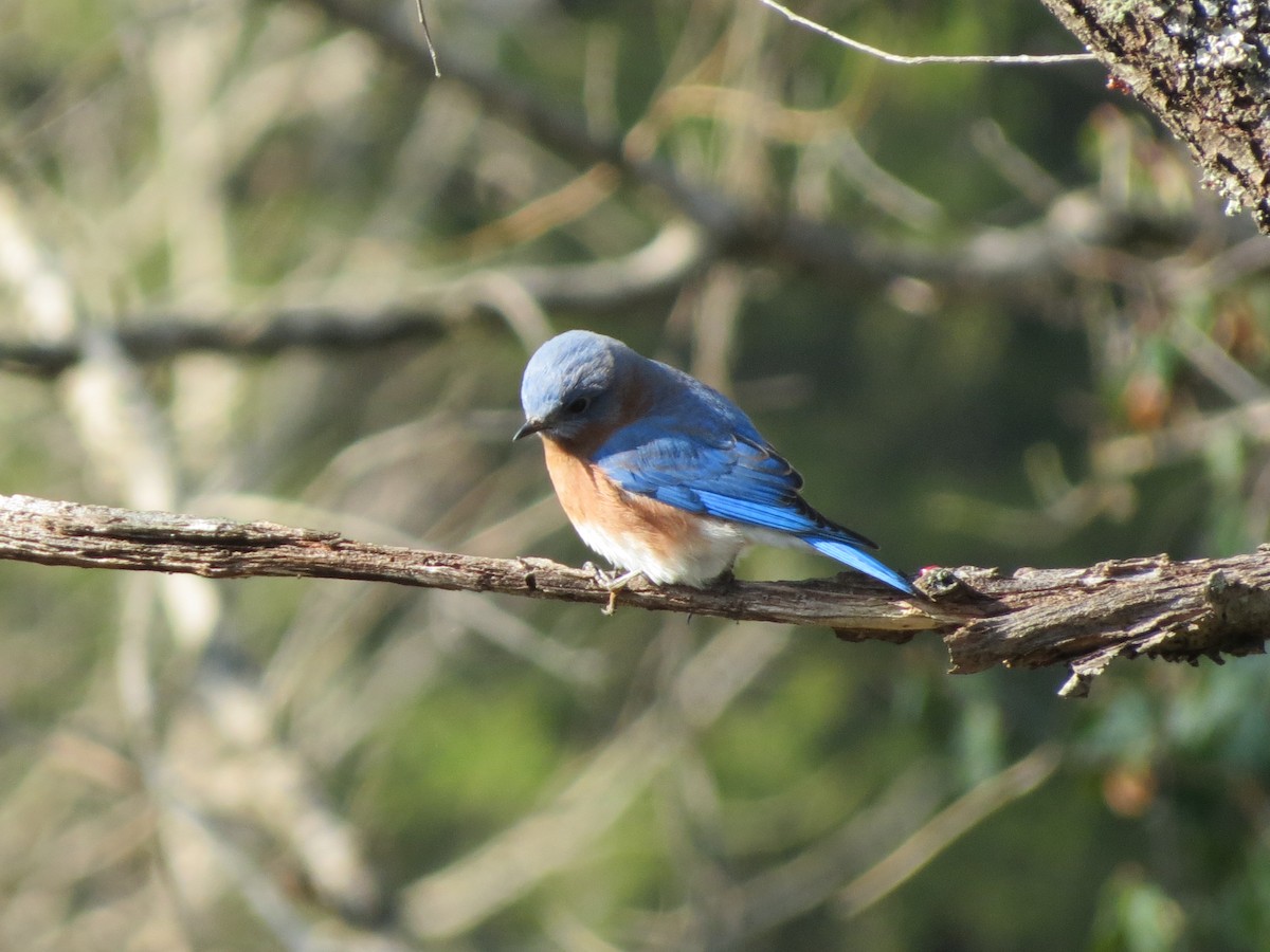 Azulejo Oriental - ML646349254