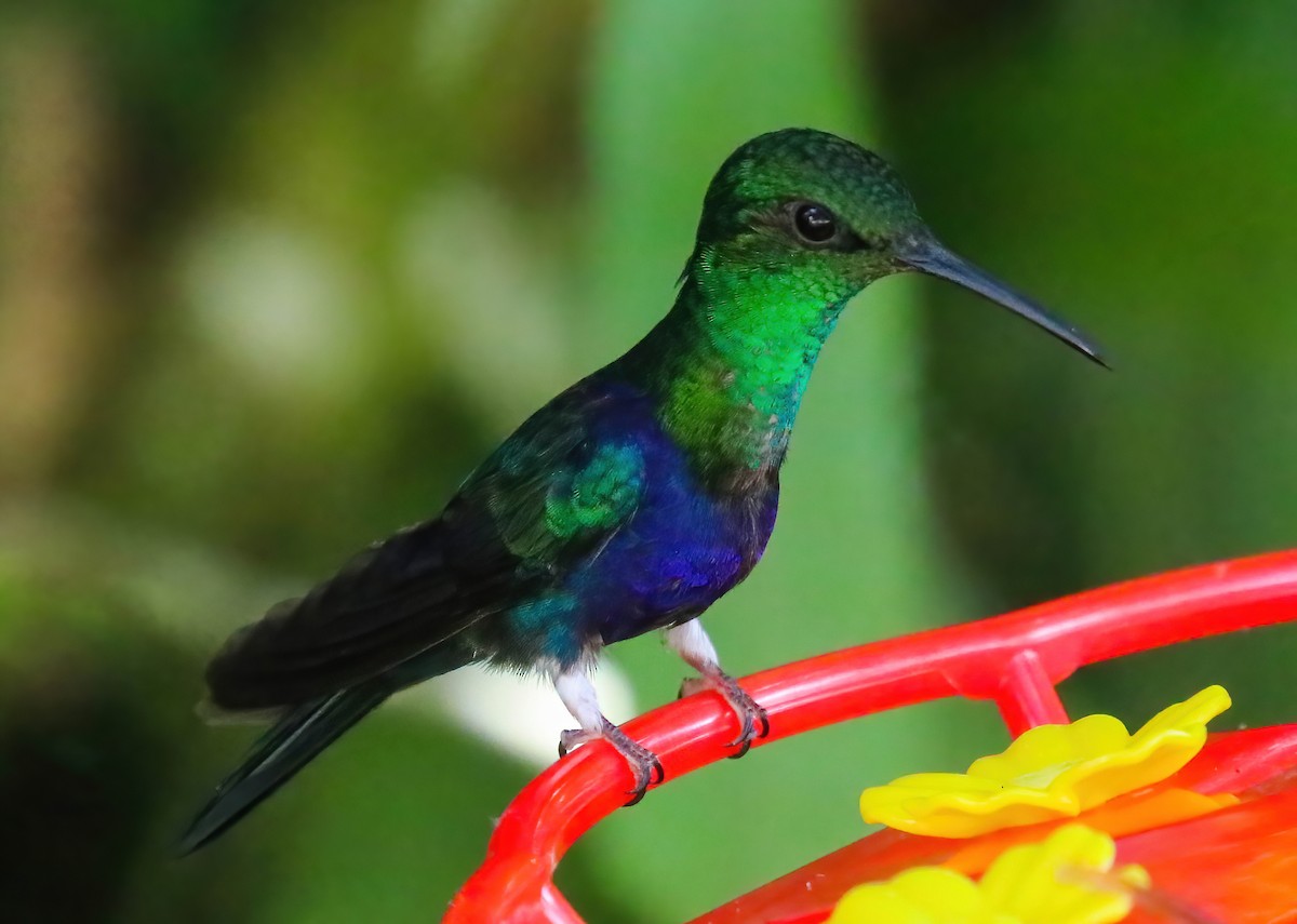 Zafiro Golondrina - ML646349257