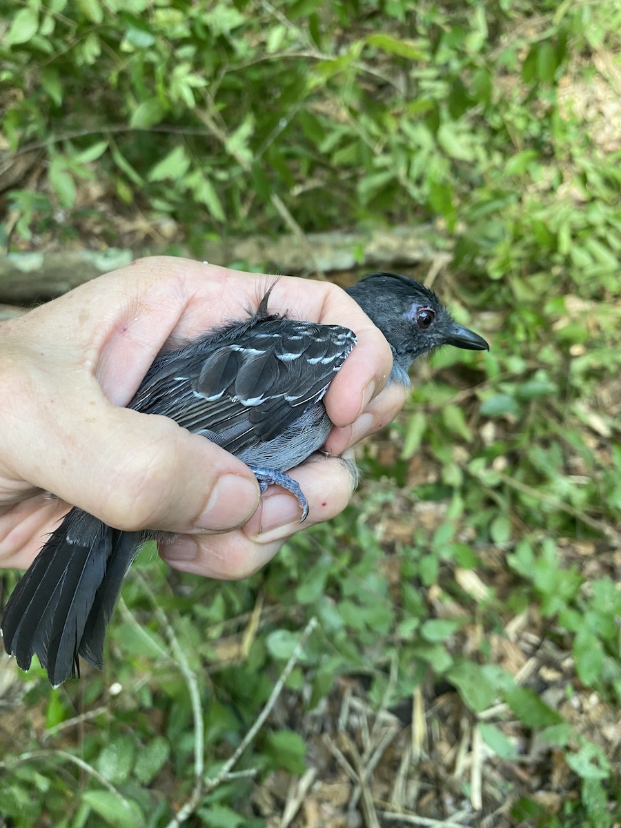 Batará Ceniciento - ML646349258