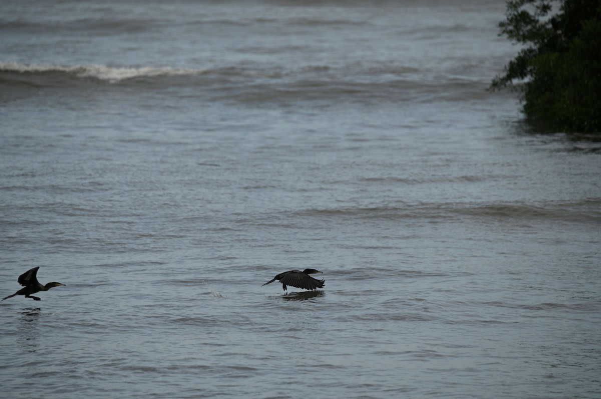 Cormorán Biguá - ML646349259