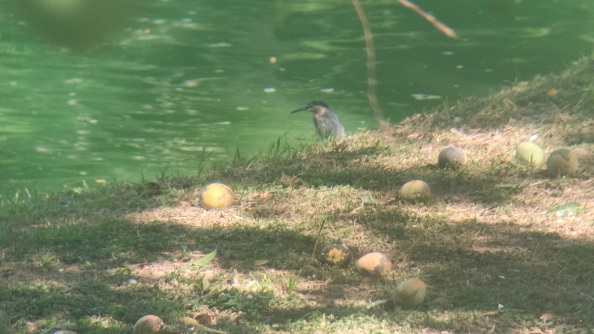 Striated Heron - ML646349261