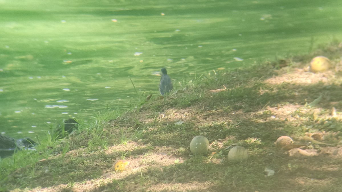 Striated Heron - ML646349262