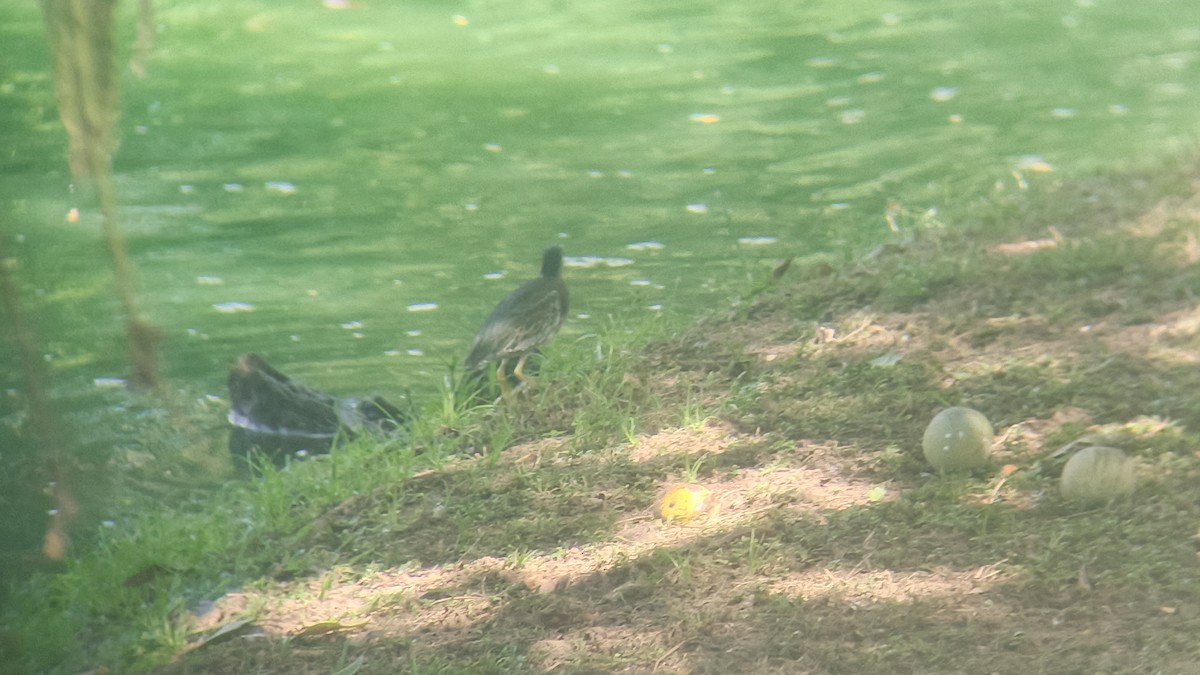 Striated Heron - ML646349263