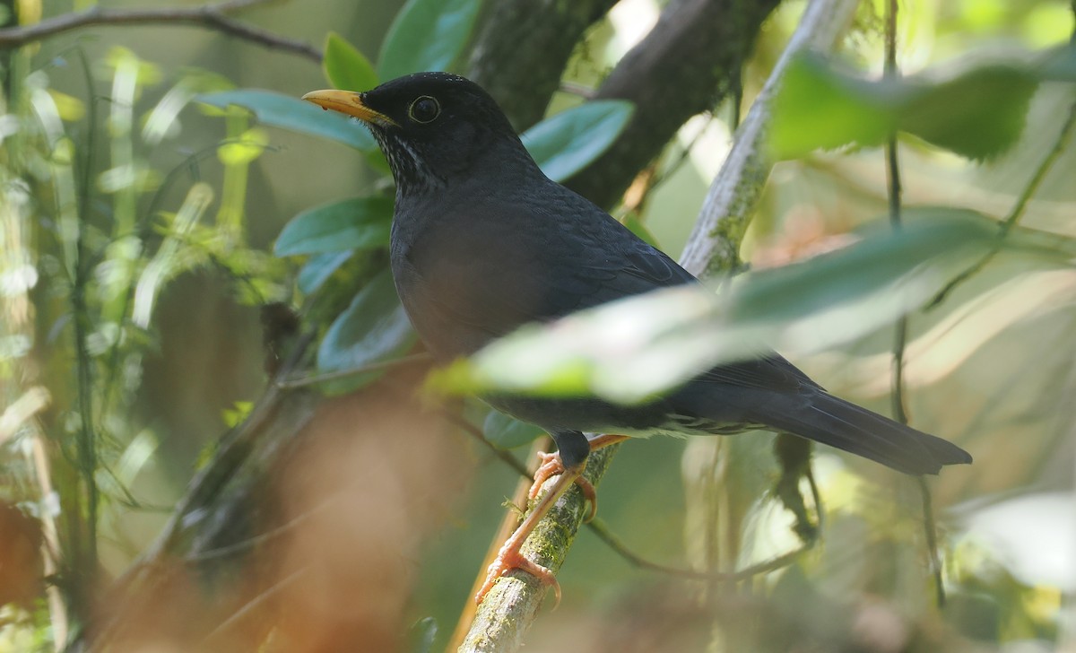Andean Slaty Thrush - ML646349264