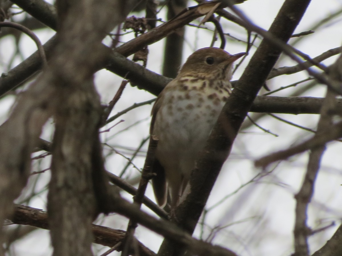 Hermit Thrush - ML646349270