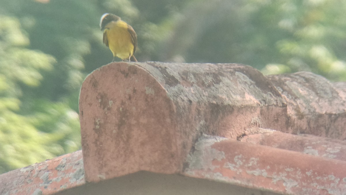 Rotscheitel-Maskentyrann - ML646349271