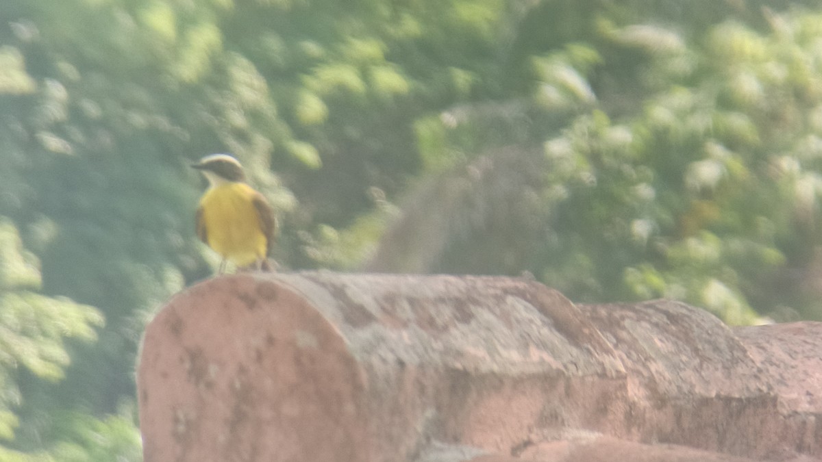 Rotscheitel-Maskentyrann - ML646349272