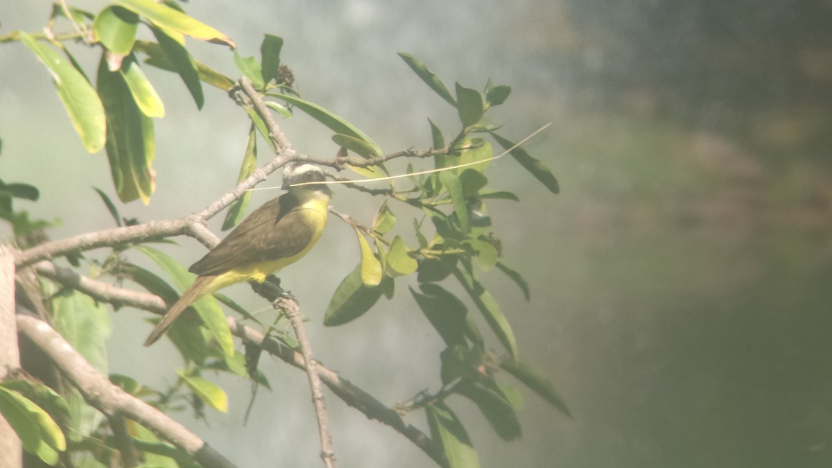 Rotscheitel-Maskentyrann - ML646349273