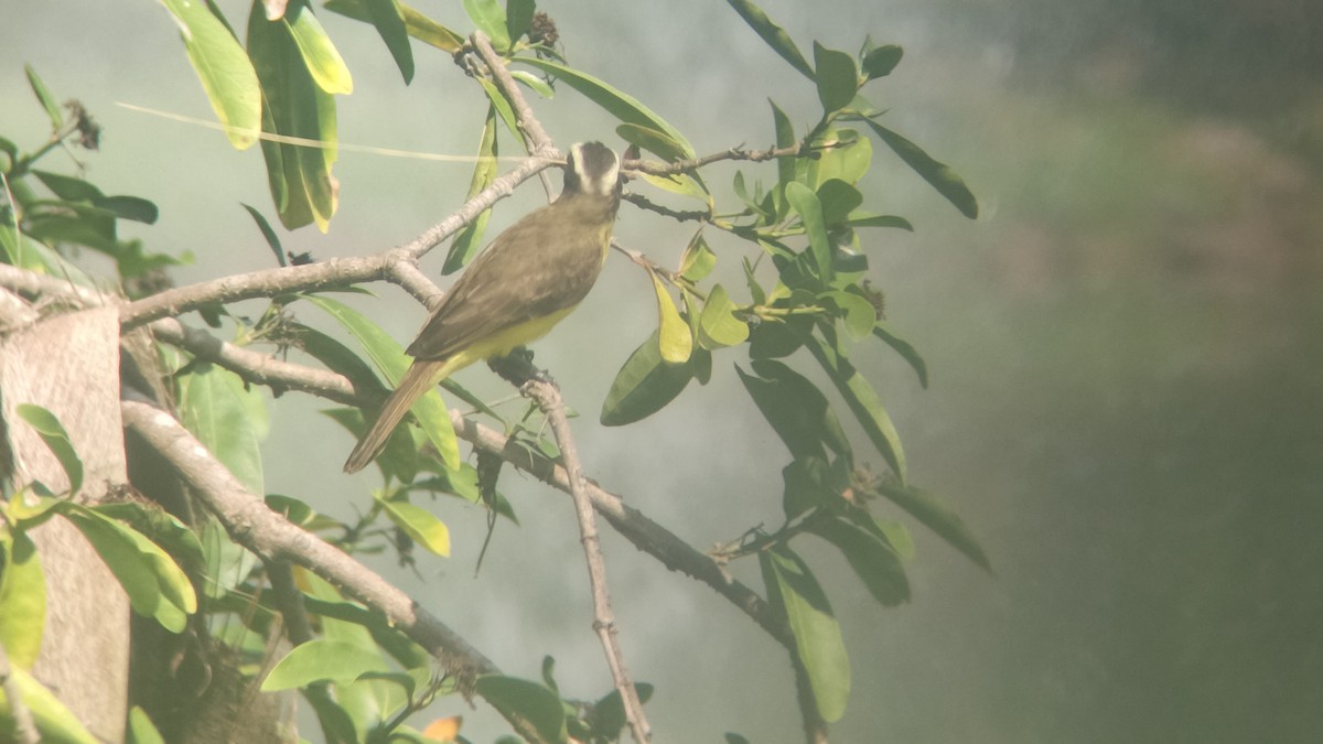 Rotscheitel-Maskentyrann - ML646349274