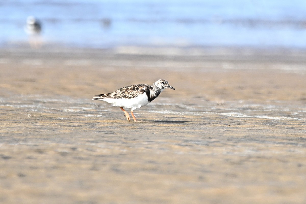Ruddy Turnstone - ML646349276