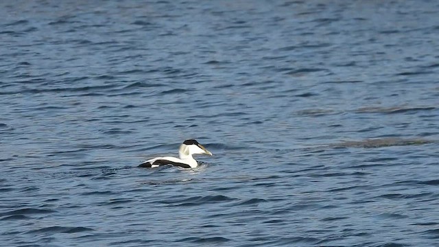 Пухівка зеленошия - ML646349277