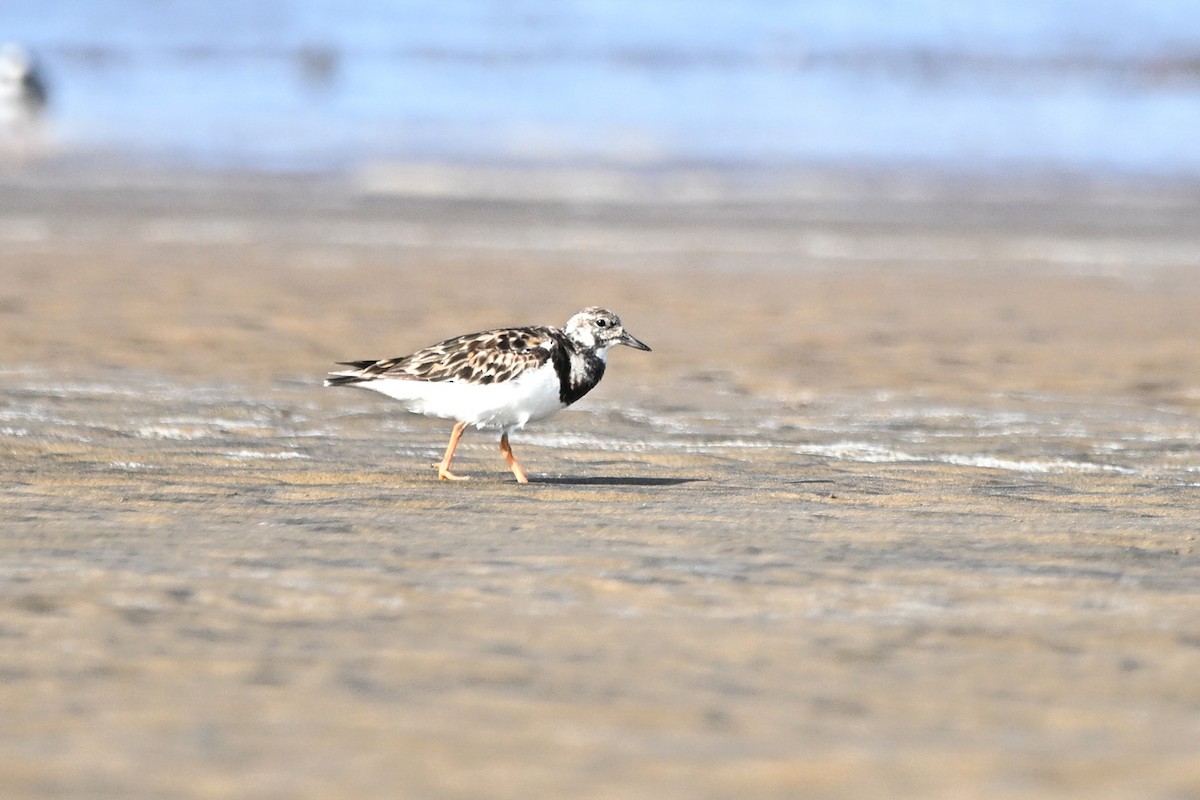 Ruddy Turnstone - ML646349278