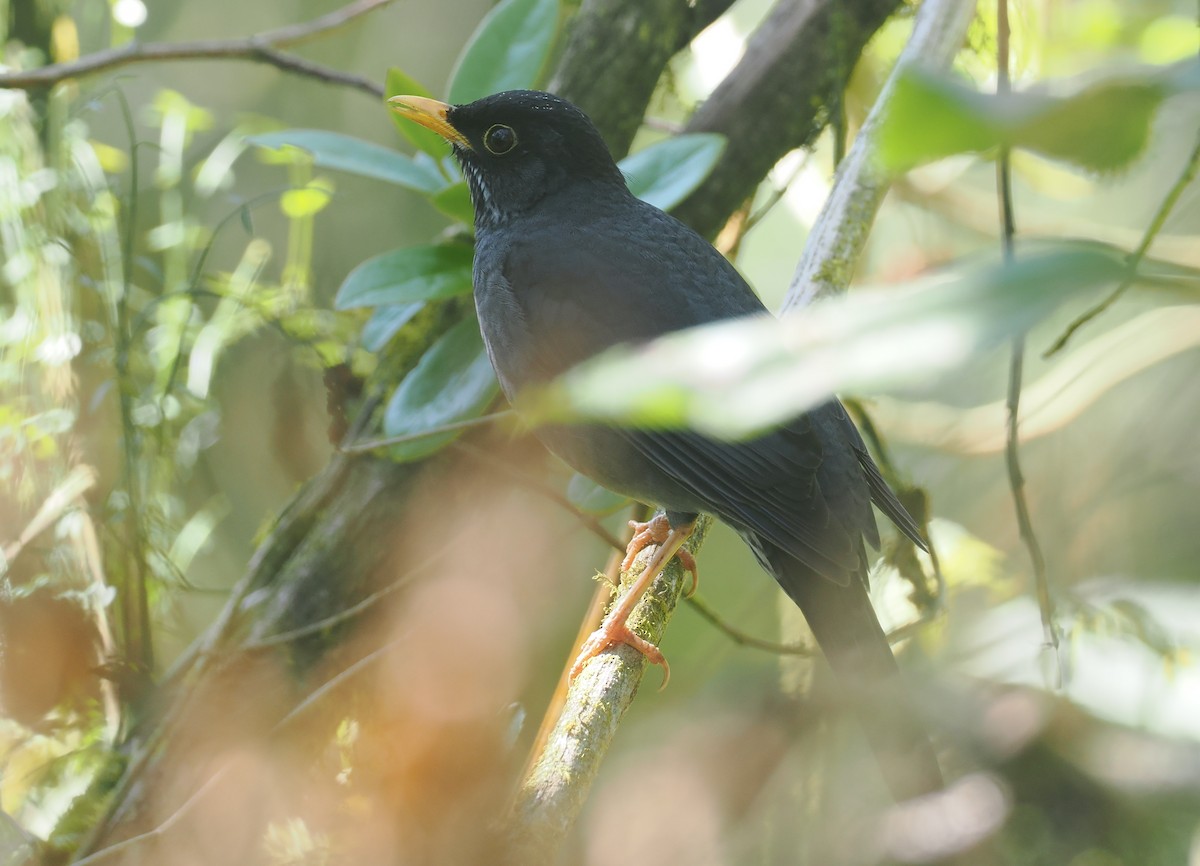 Andean Slaty Thrush - ML646349279