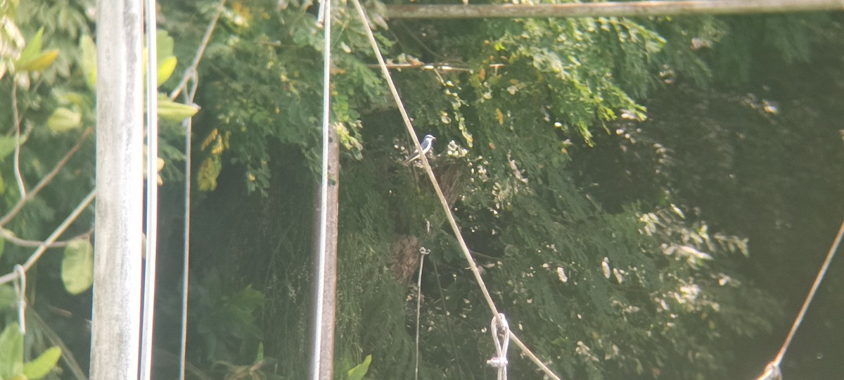 White-winged Swallow - ML646349281