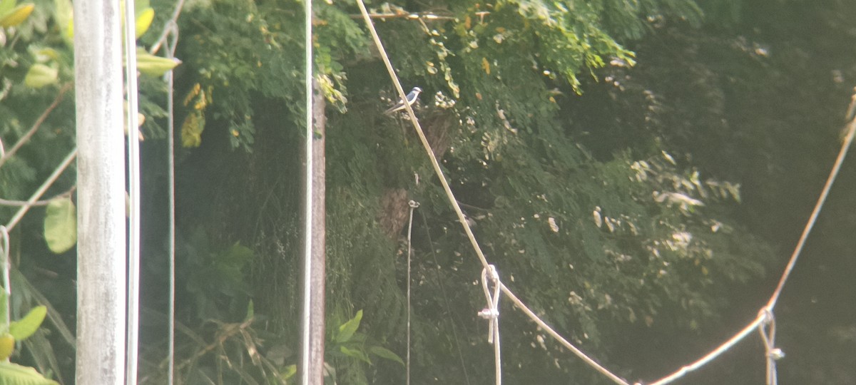 White-winged Swallow - ML646349282
