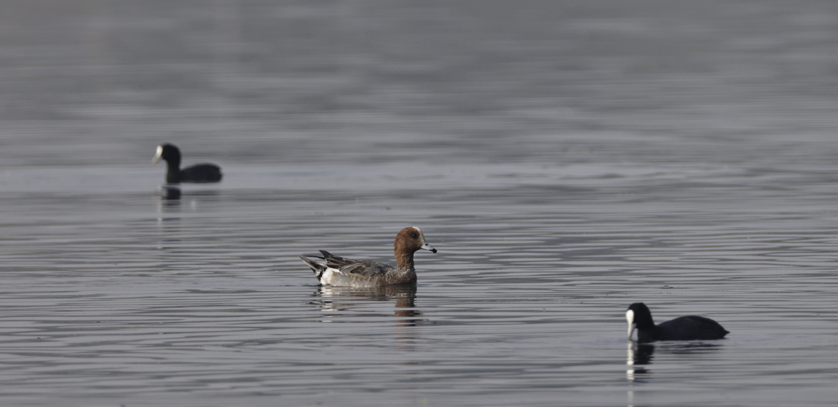 Eurasian Wigeon - ML646349283