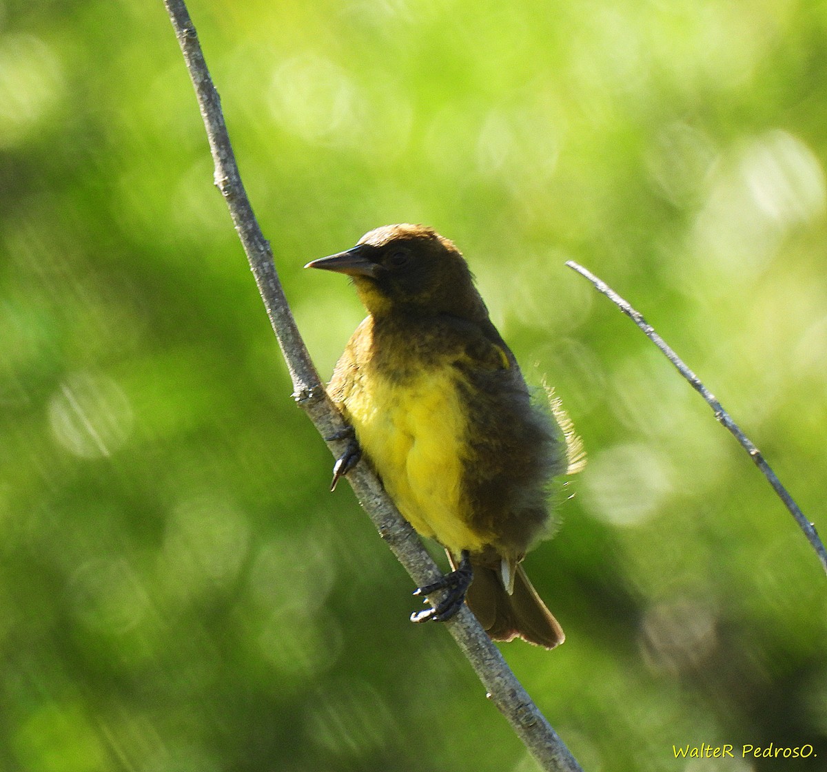 Brown-and-yellow Marshbird - ML646349284