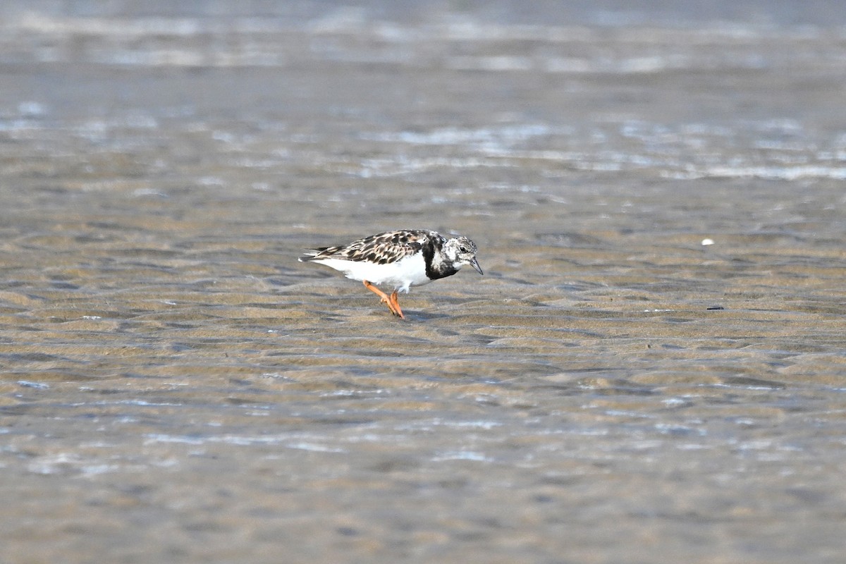 Ruddy Turnstone - ML646349285