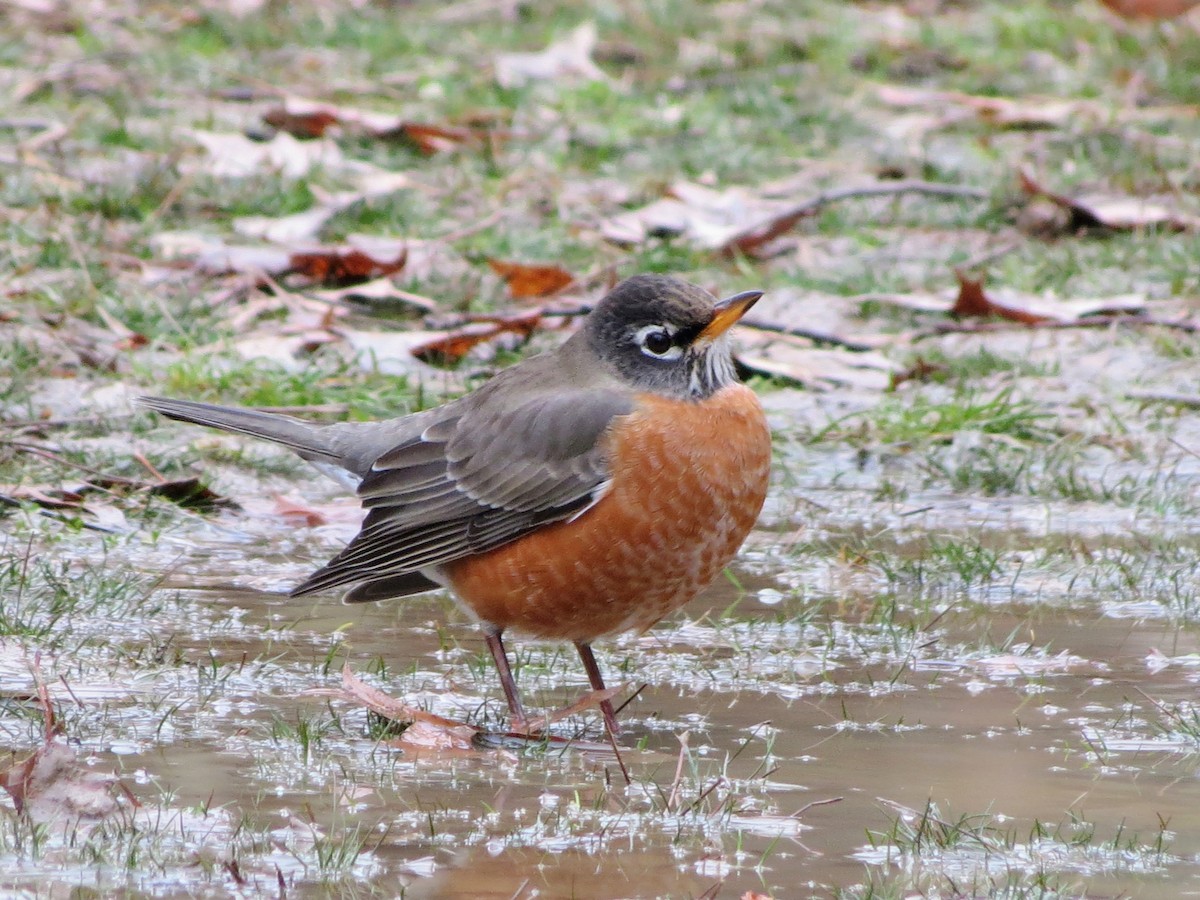 Zozo papargorria - ML646349286