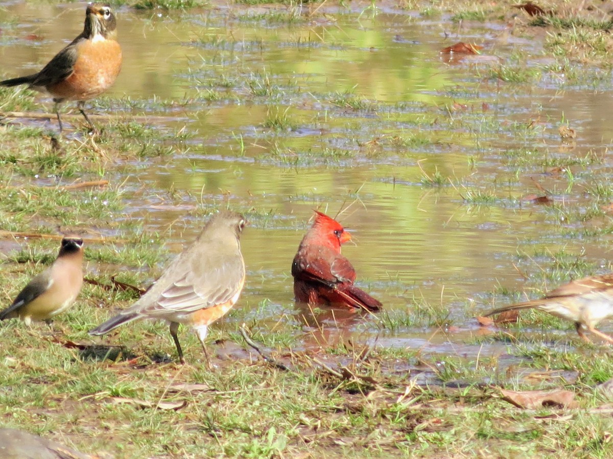 Zozo papargorria - ML646349287