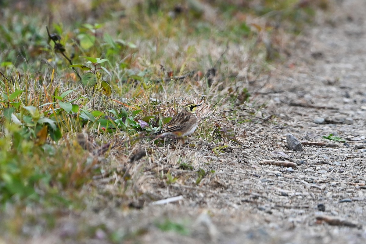 Horned Lark - ML646349288
