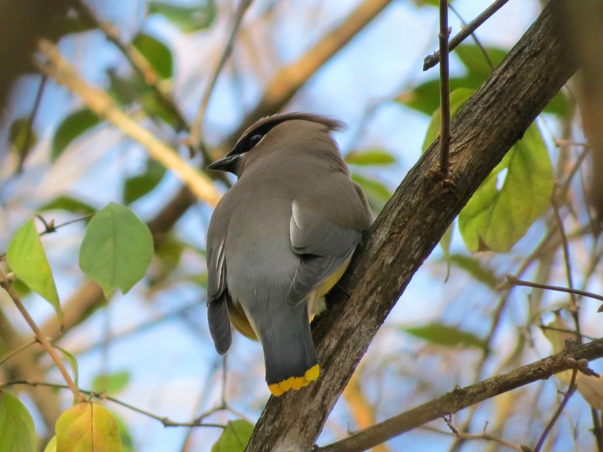 Buztanori amerikarra - ML646349291