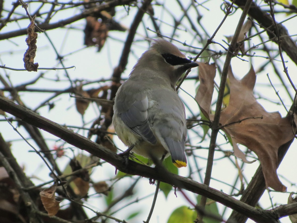 Buztanori amerikarra - ML646349292