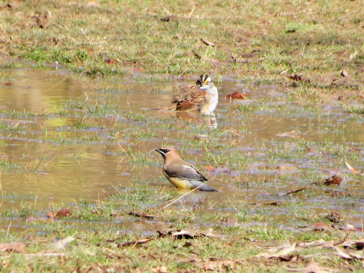 Buztanori amerikarra - ML646349293