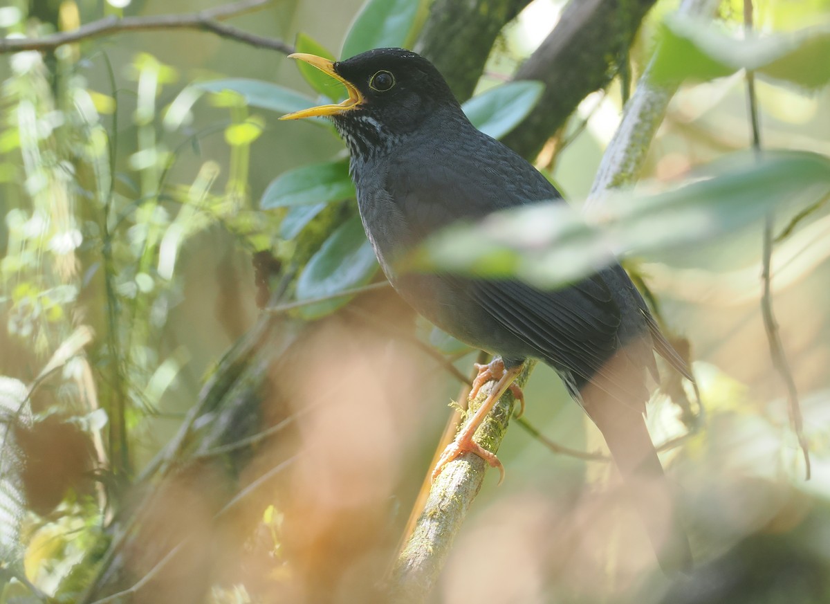Andean Slaty Thrush - ML646349294