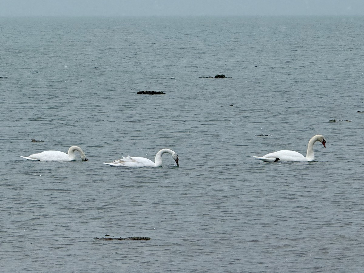 疣鼻天鵝 - ML646349296