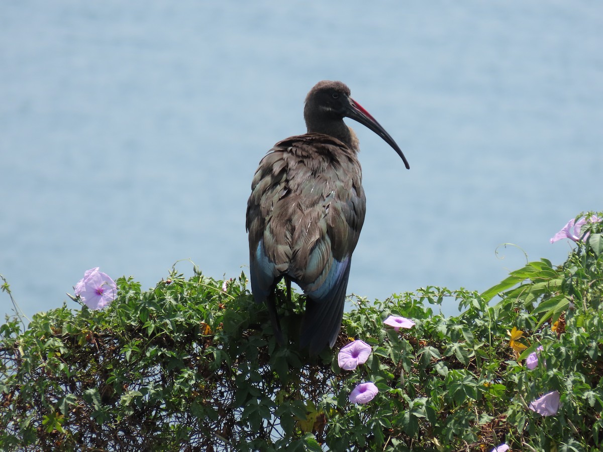 hadadaibis - ML646349297