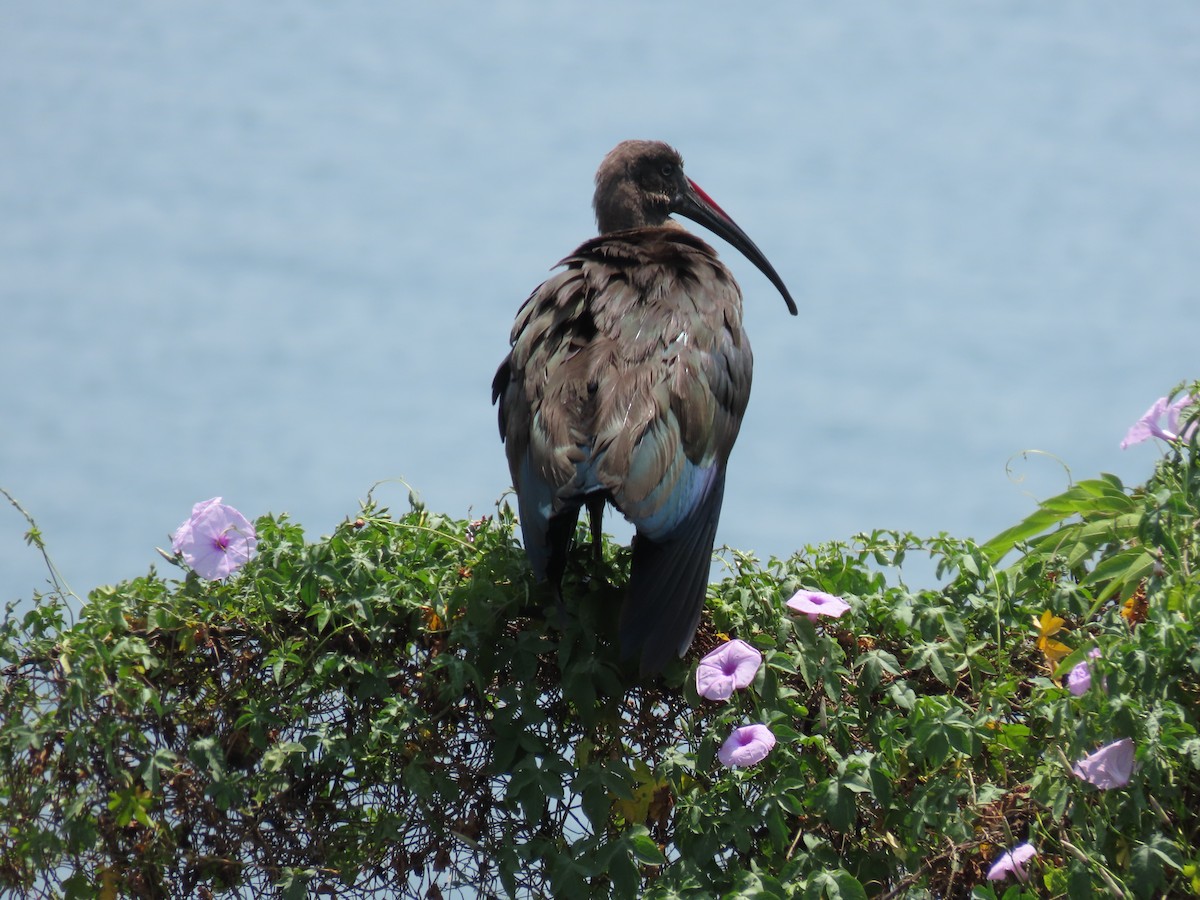 hadadaibis - ML646349298