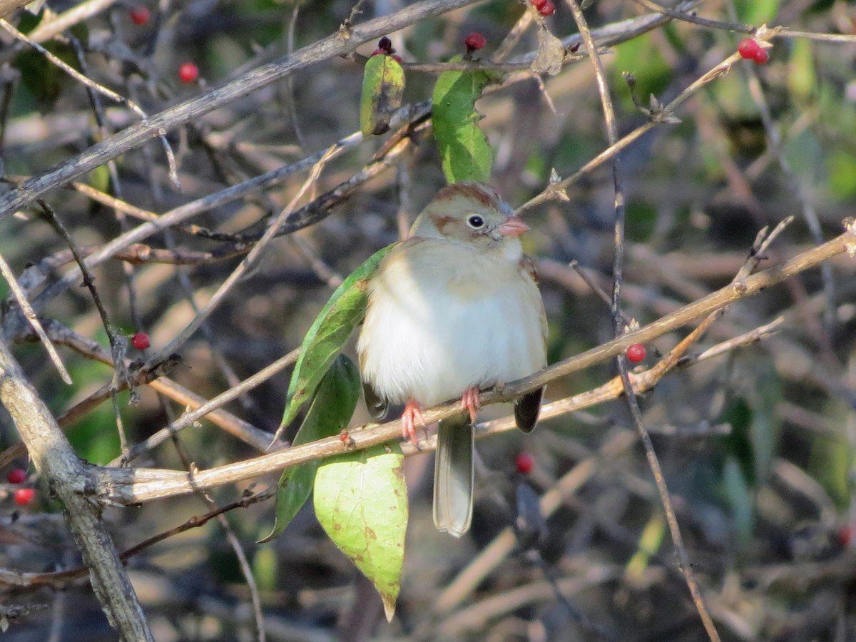 Field Sparrow - ML646349299