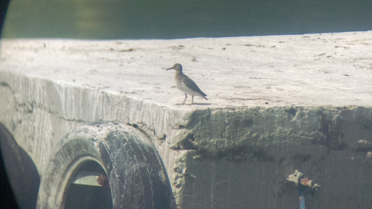 Piro piro macchiato - ML646349301