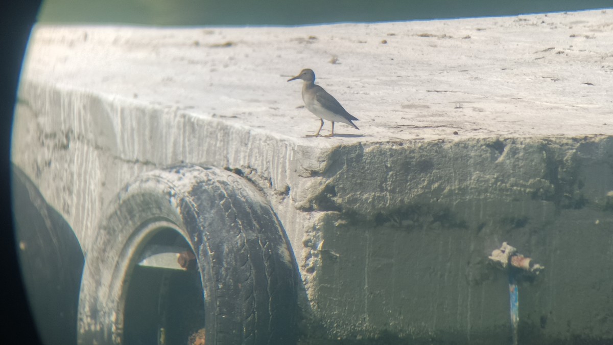 Piro piro macchiato - ML646349302