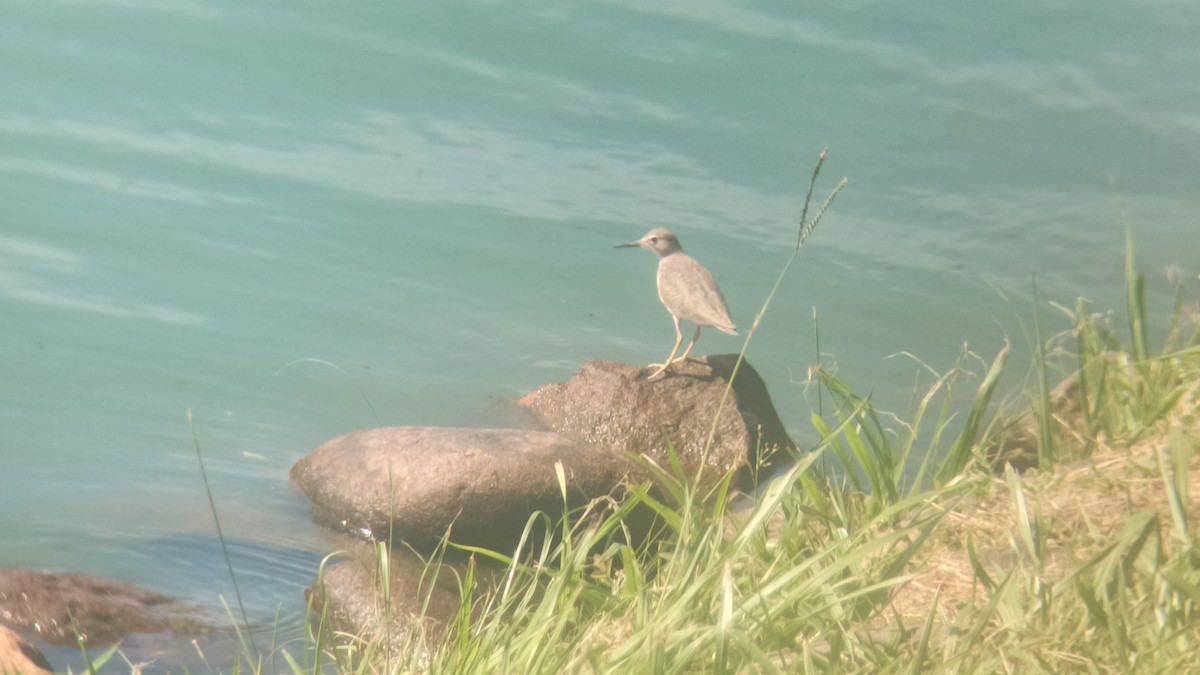 Piro piro macchiato - ML646349303