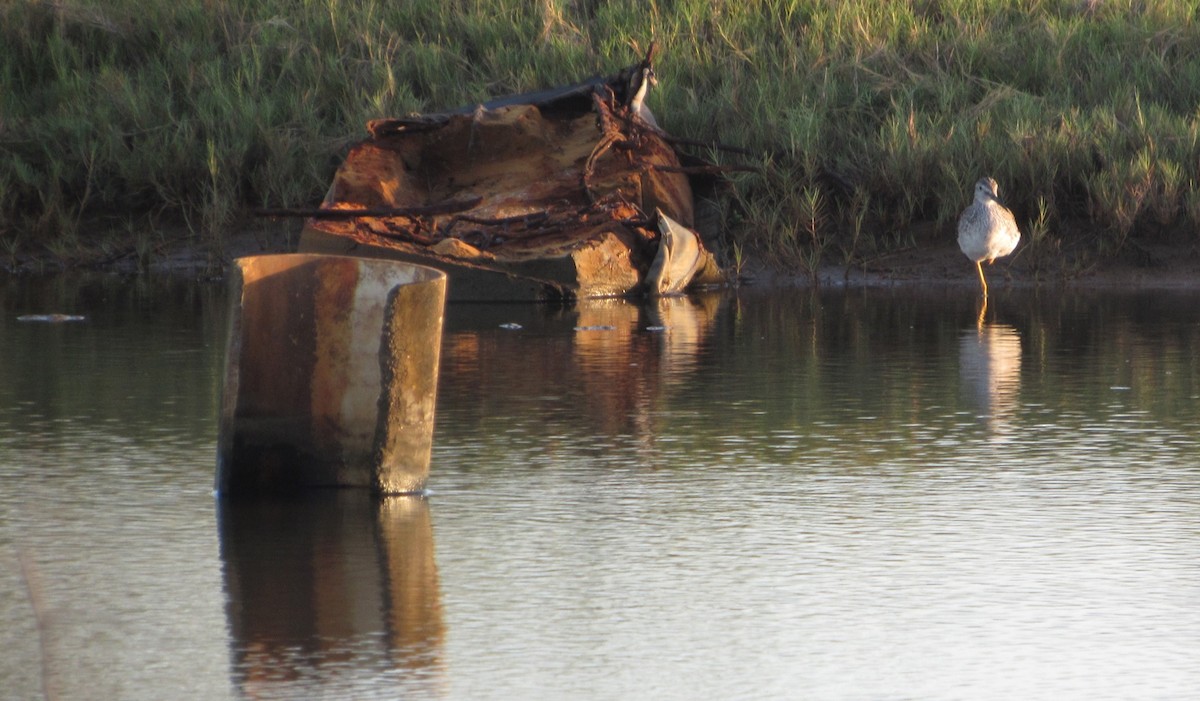 Greater Yellowlegs - ML646349304