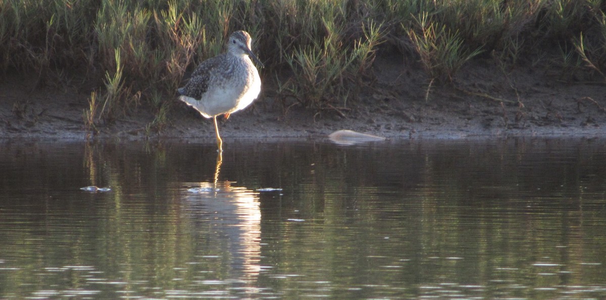 Greater Yellowlegs - ML646349305