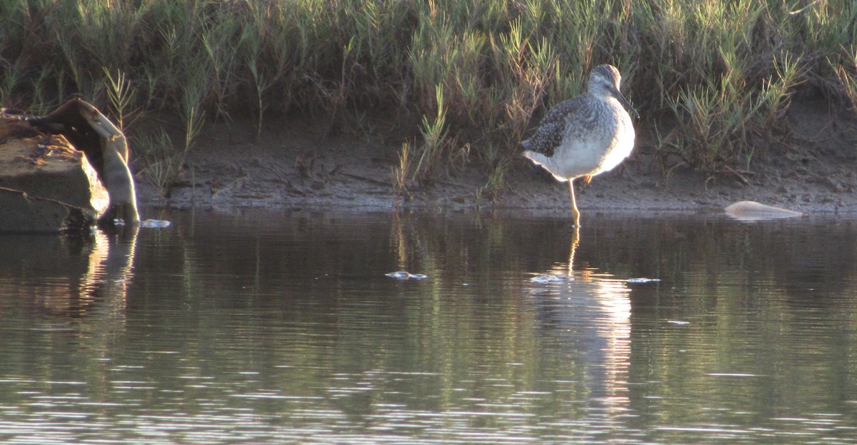 Greater Yellowlegs - ML646349306