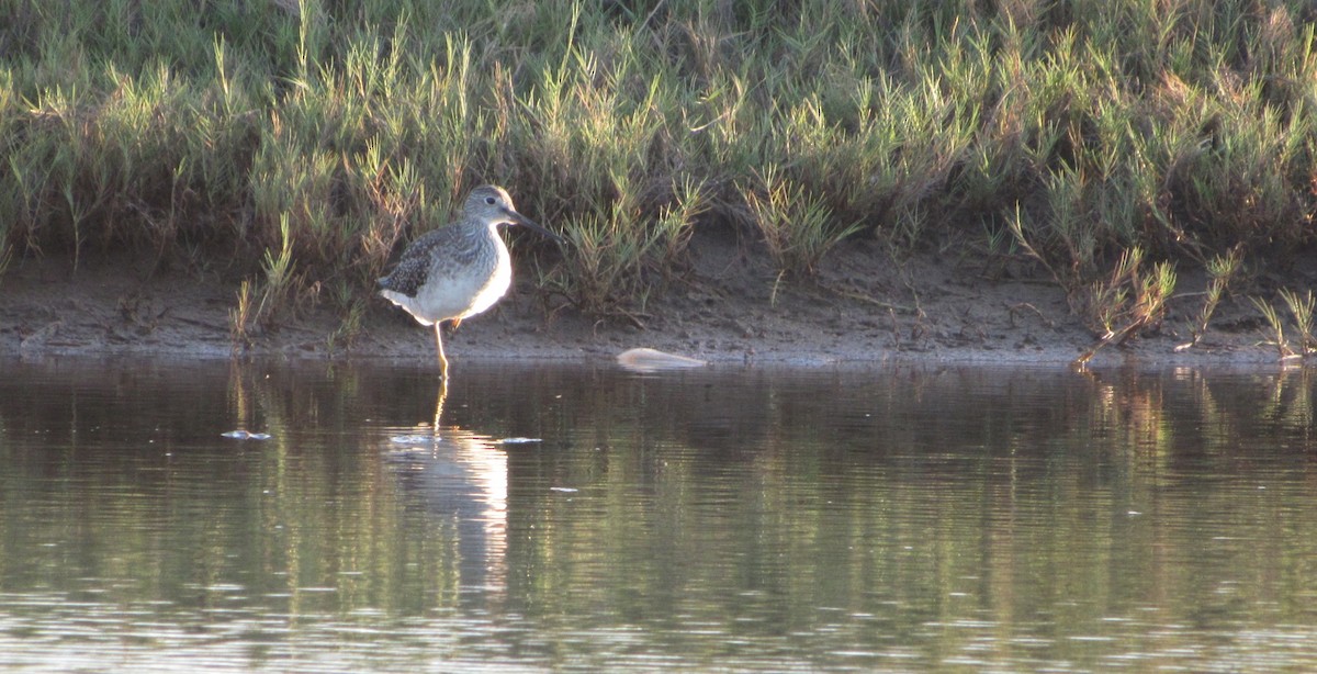 Greater Yellowlegs - ML646349308