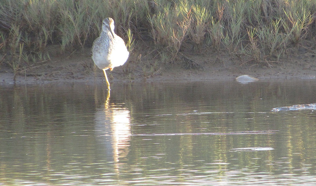 Greater Yellowlegs - ML646349309